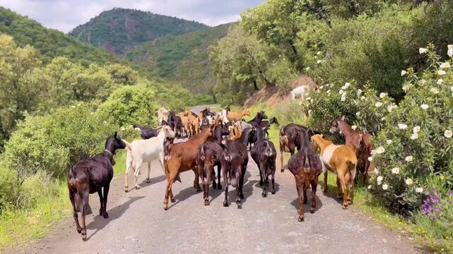 Herd of goats walking along narrow mountain path with shepherd dog, pastoral rural life and traditional herding in countryside