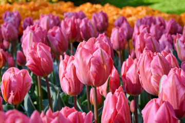 Obraz premium soft pink flame tulip Pretty Princess