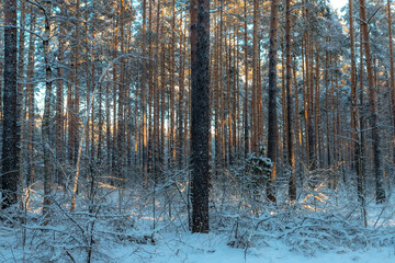 Fototapeta premium Sunny morning in a winter snowy forest. Frosty morning. Frost falls from the trees.