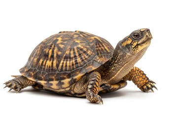 Obraz premium Desert tortoise with textured shell and mossy back isolated on white background