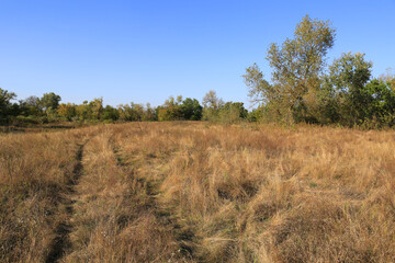 Fototapeta premium Golden meadow with a winding path leading towards a distant treeline under a clear blue sky