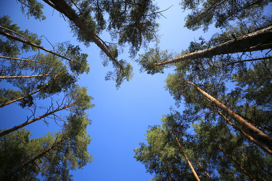 Looking up through tall pine trees towards a clear blue sky on a sunny day