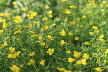 Fototapeta premium Buttercups in a countryside meadow