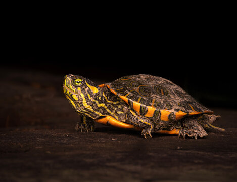 Tortuga de laguna caminando