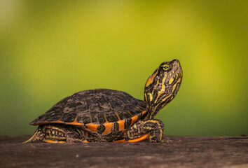 Tortuga de laguna cría. © Sergio