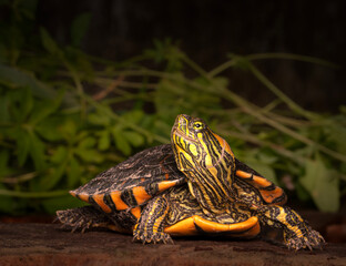 Tortuga de laguna vista de frente © Sergio
