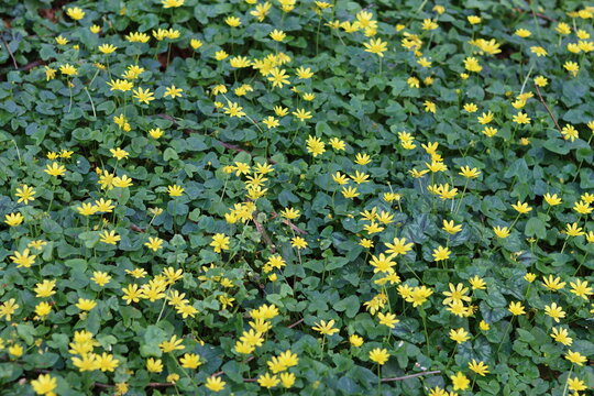 Lesser celandine flowers in a woodland in spring