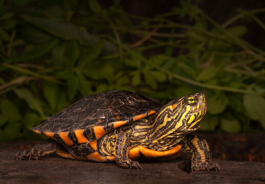 Tortuga de laguna reptando