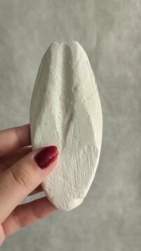White cuttlefish shell in hand close-up. A source of calcium for birds, reptiles. Sepia
