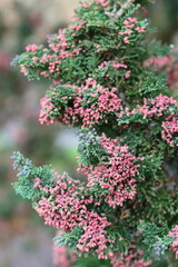 Obraz premium Red pollen cones on a Chamaecyparis lawsoniana 'Wisselii' or Lawson's cypress 