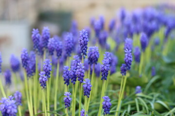 Fototapeta premium Blue muscari or grape hyacinth flowers