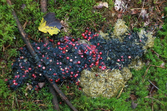 Bear Scat with Cranberries and Oats on Mossy Forest Floor