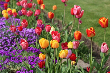 Obraz premium Tulips and aubretia in a flower bed