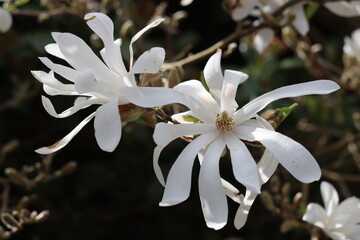 White magnolia stellata or star magnolia flowers © Francesca Leslie