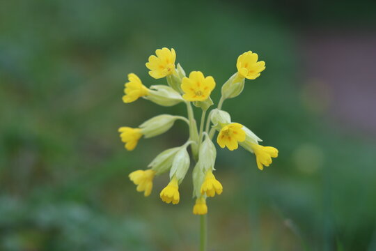 Yellow cowslips in a meadow in spring