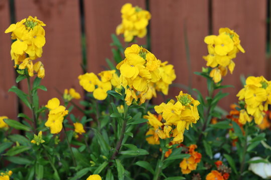 Bright yellow wallflowers in a garden