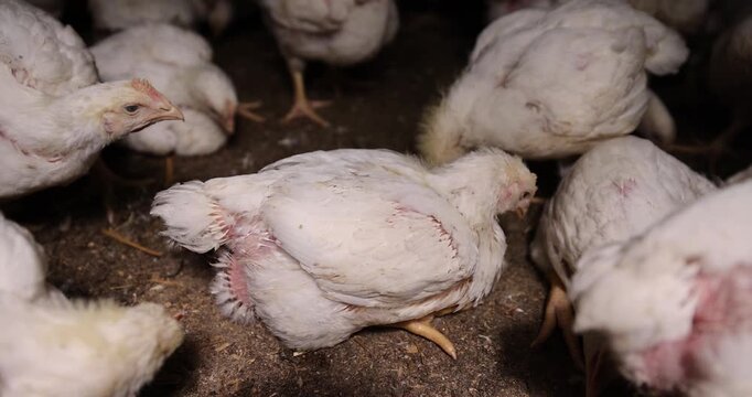 A broiler sits on the floor, an adult white broiler with a thick feather and a small beak in a closed industrial hangar at the age of forty days with a clear contour and an authentic bird look.