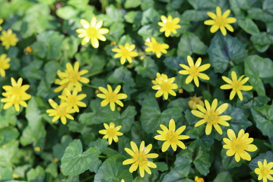Lesser celandine flowers in a woodland in spring