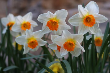 Fototapeta premium Daffodils in a garden in spring