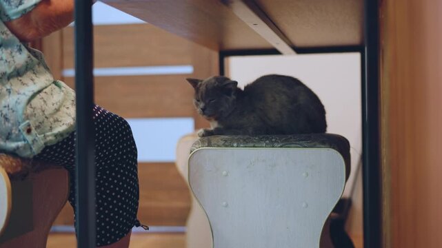 Cat on stool beside seated person, cozy indoor scene with cat curled on cushion under table, polka skirt and floral blouse glimpses, warm wood backdrop, calm afternoon mood, domestic comfort and quiet
