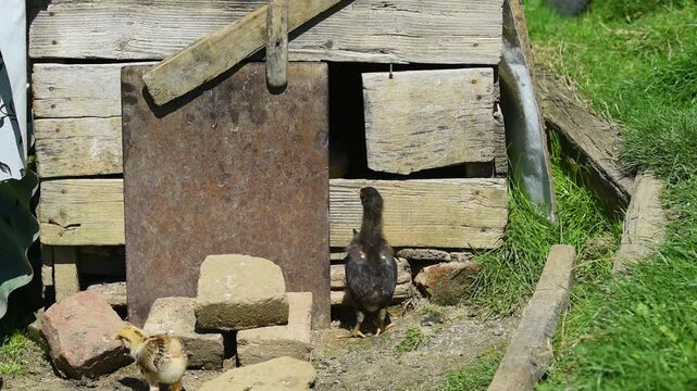 One chick try to enter coop through narrow entrance and fail, jumping and flapping with wings during sunny spring day
