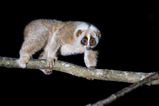 During nighttime, a Bengal Slow Loris walks on a branch in Thailand, Asia.