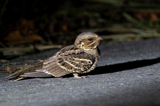 A Large-tailed Nightjar during nighttime on the ground in Thailand, Asia.