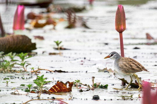 A White-browed Crake in a pond with water lilies in Thailand, Asia.