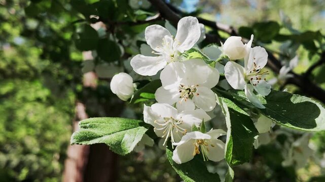 Malus sargentii Detail Bl&uuml;te