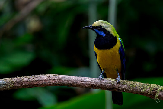 A Orange-bellied Leafbird on a branch in Thailand, Asia.