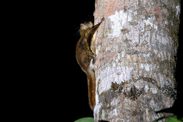 Obraz premium Hairy-footed Flying-squirrel on a tree trunk in Thailand, Asia.