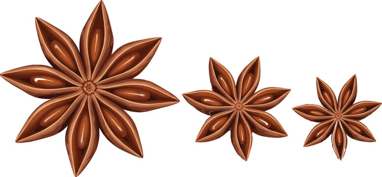 Star Anise Spice Vector Illustration Set Featuring Detailed Aromatic Herb Elements in Realistic Brown Design Isolated on White Background