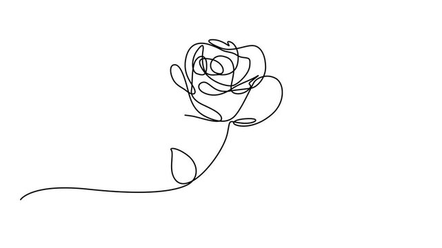 Self animated minimalist continuous line drawing of a rose flower. Concepts for minimalist design, tattoos, Animated continuous single line drawing of roses flowers elegance motion. animation alpha.