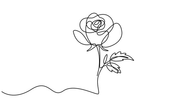 Self animated minimalist continuous line drawing of a rose flower. Concepts for minimalist design, tattoos, Animated continuous single line drawing of roses flowers elegance motion. animation alpha.