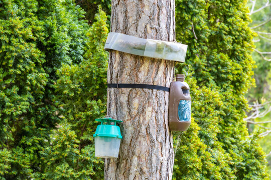 Close-up of an Eco-friendly Pheromone Trap on a Pine Tree
