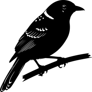 Bowerbird silhouette vector illustration