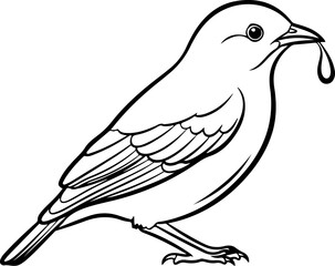Obraz premium Bowerbird silhouette vector illustration