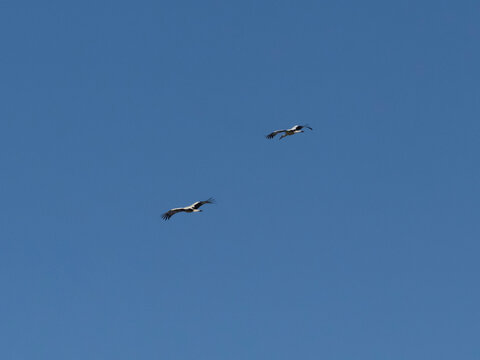 deux cigognes volent en parall&egrave;le, ailes d&eacute;ploy&eacute;es, sur fond de ciel bleu, au dessus du parc du marquenterre, pendant leur migration