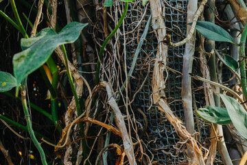 Dense Philodendron plant growth in botanical garden greenhouse © reddish