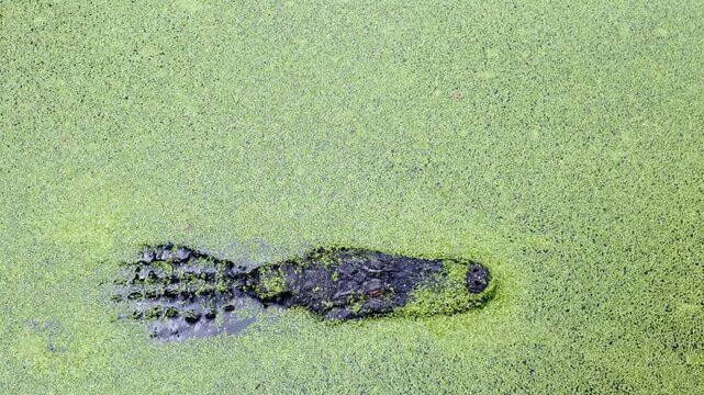 High angle view of American Alligator, Alligator Mississippiensis, swimming through a pond of duckweed.