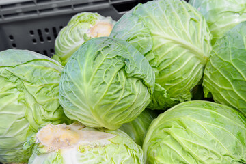 Fototapeta premium Heads of fresh green cabbage displayed in a produce bin