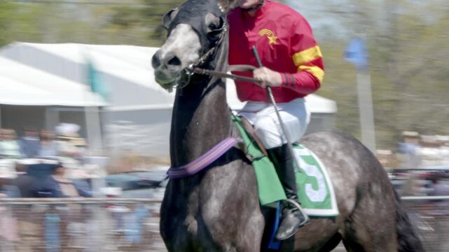 A thoroughbred race horse and rider trots into position at a steeplechase course.