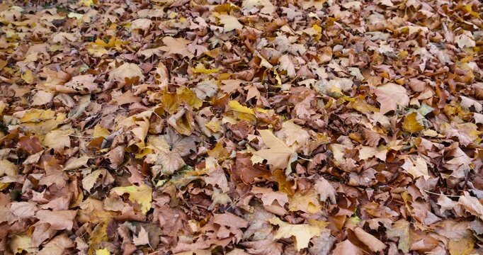 the old maple leaves that have long since fallen to the ground which have turned rusty , the grass and the ground strewn with maple leaves in the park with deciduous trees
