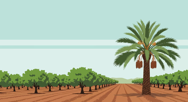 Date palm tree standing in a large orchard with many fruit trees