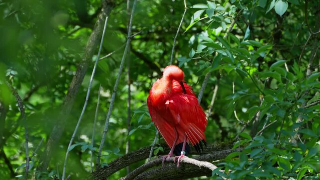 Scarlet ibis, Eudocimus ruber, bird of the Threskiornithidae family, admired by the reddish coloration of feathers, a consequence of crustaceans-based food