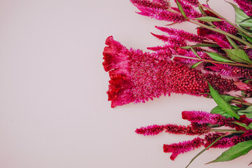 Vibrant pink celosia flowers arranged diagonally on a soft pink background, close up © reddish