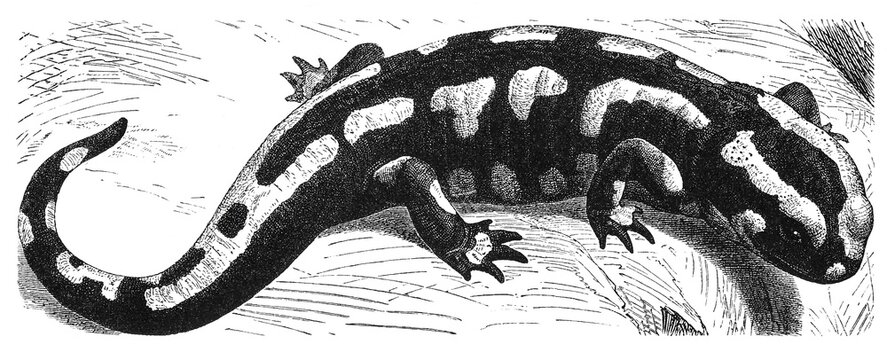 Salamander, Salamandra maculata, vintage black-and-white zoological engraving of an amphibian with distinct dorsal stripes, old vintage illustration, 1897.