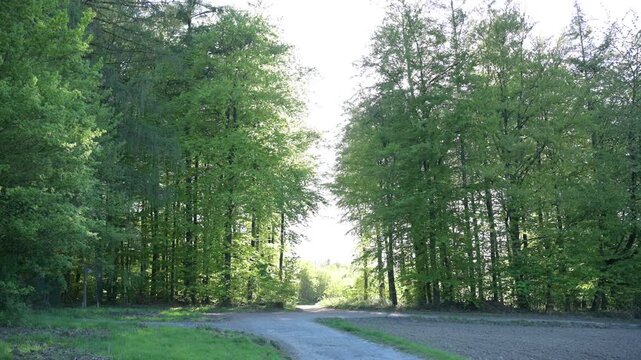 Scenic forest path surrounded by lush greenery in soft sunlight