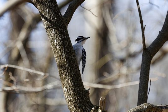 Pic chevelu (Leuconotopicus villosus) Quebec, Canada