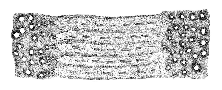 Horizontal Section of the Equine Hoof Wall, Layered Cellular Pattern with Circular Vesicles, Old Vintage Illustration, 1889.